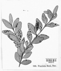 Puccinia buxi image